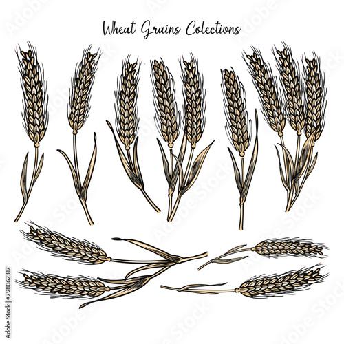 hand drawn engraving wheat ...