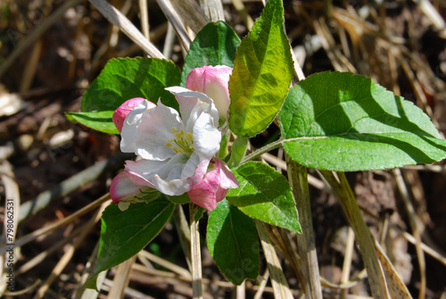 flowers of wild apple tree on dry grass in spring forest