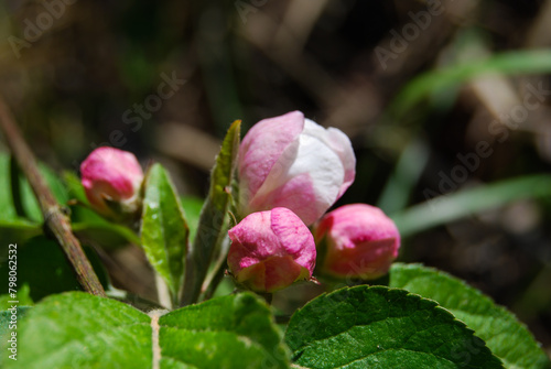 buds and tender flowers of an apple tree in a spring forest