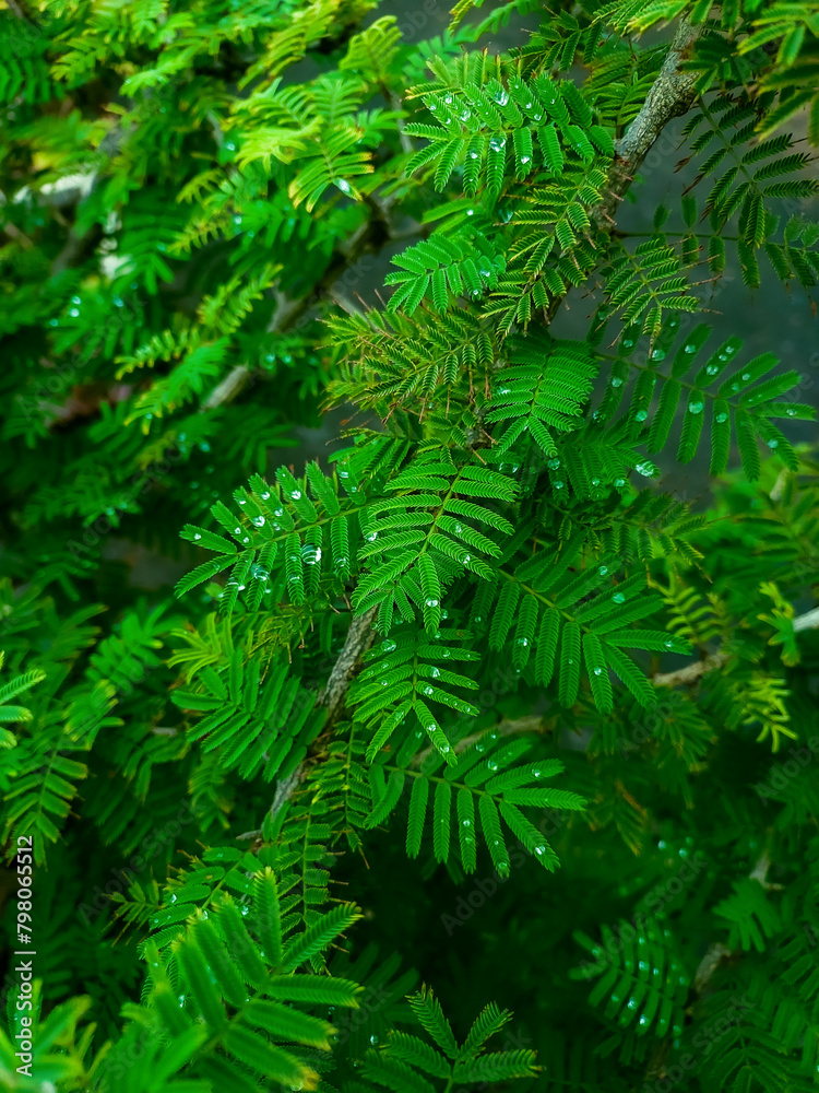 Closeup of green leaves of plant growing in garden, nature photography, natural gardening background, greenery wallpaper