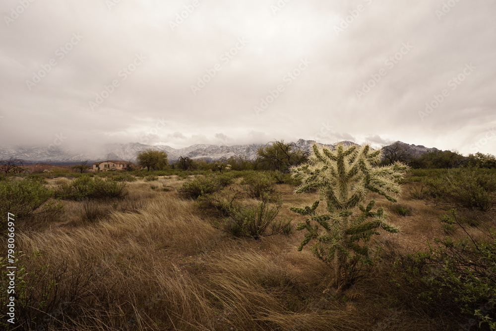 cholla cactus seen Arizona landscape with tall grasses, mountains and cloudy sky cholla cactus seen Arizona landscape with tall grasses, mountains and cloudy sky