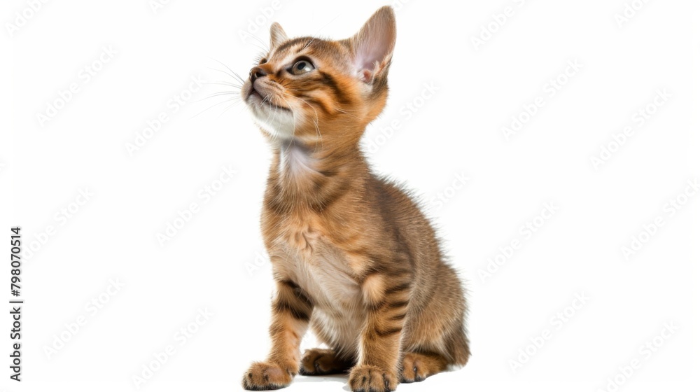 A charming brown tabby kitten with striking markings gazes inquisitively off-camera, showcasing its captivating eyes and delicate features A charming brown tabby kitten with striking markings gazes inquisitively off-camera, showcasing its captivating eyes and delicate features