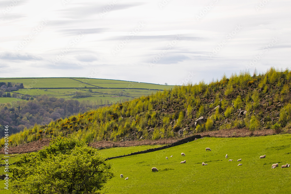 Obraz premium Pastoral Countryside with Grazing Sheep
