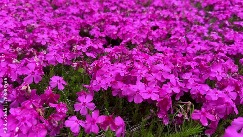 Vibrant pink flowers covering the ground, creating a lush carpet of blooms Vibrant pink flowers covering the ground, creating a lush carpet of blooms