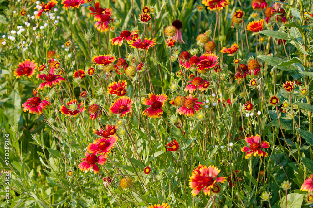 Indian Blanket - Gaillardia pulchella, firewheel, Indian blanket, Indian blanketflower, or sundance is a North American species native to northern Mexico