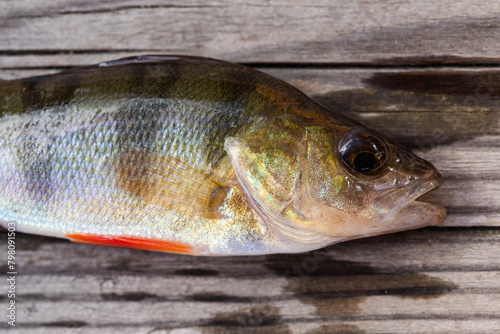 River perch bass head on a wooden background. Freshwater fish, red orange fins, scales in silver green and dark colors. Close up