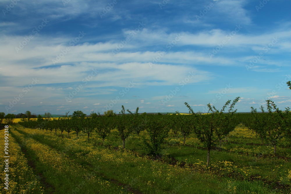 Fototapeta premium A field of green plants
