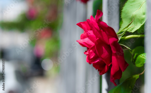 Close up of pink rose with green leaves in the garden