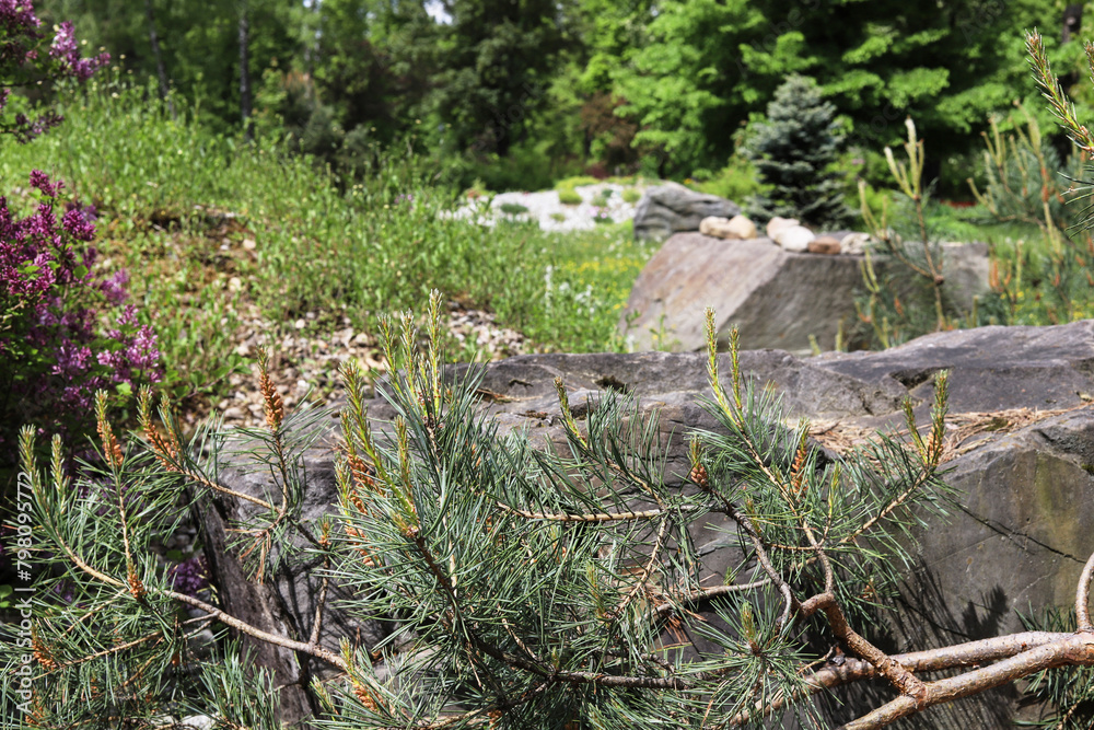 Luxurious rock garden with coniferous shrubs. Luxurious rock garden with coniferous shrubs.