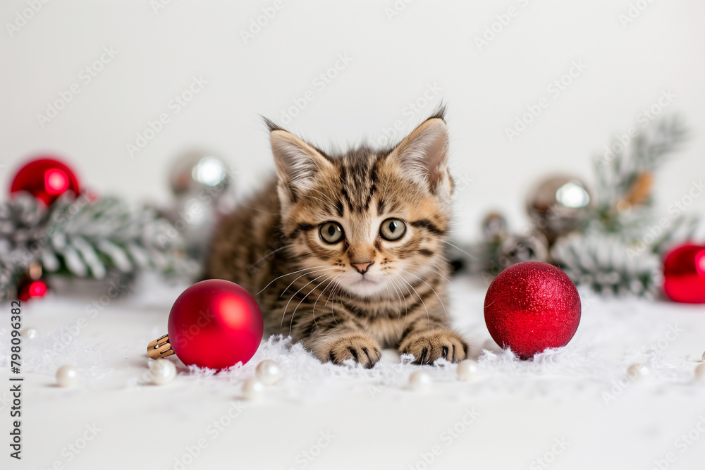 Striped kitten on Christmas festive white background