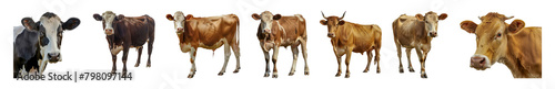 Different breeds of cows cut out png on transparent background photo