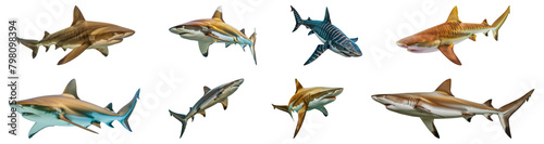 Various shark species isolated cut out png on transparent background photo