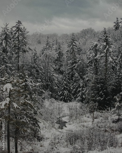 Winter Wonderland Forest (ID: 798109722)