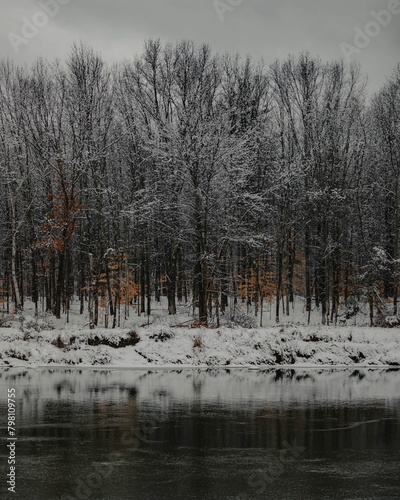 Winter Wonderland Forest (ID: 798109755)