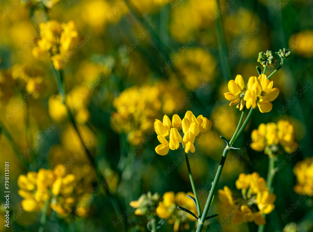 Obraz premium Detail of yellow coronilla (Coronilla juncea) flowers in the spring countryside of Andalusia