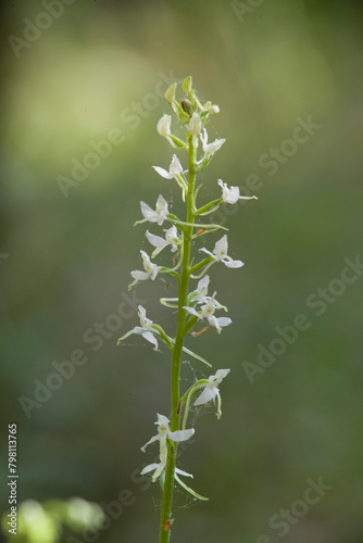 Orchid Inflorescence of Platanthera kuenkelei H.Baumann subsp. kuenkelei (Platanthera bifolia) San Leonardo. Macomer. Sardinia, Italy. photo