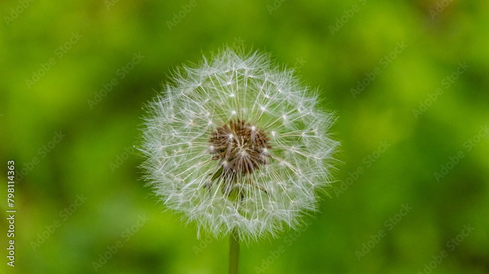 close up dandelion on green background blooming during the summer