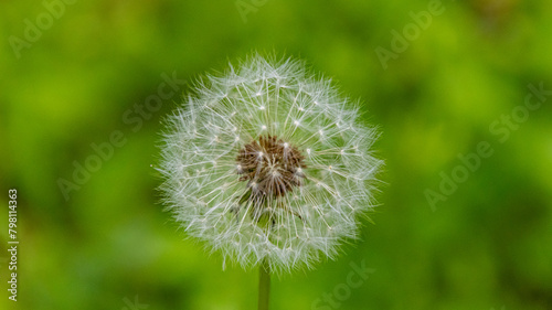 close up dandelion on green background blooming during the summer