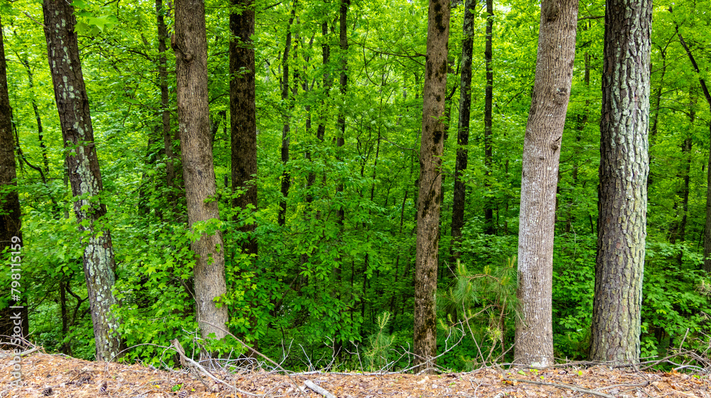 Fototapeta premium dense green forest downhill during summer morning