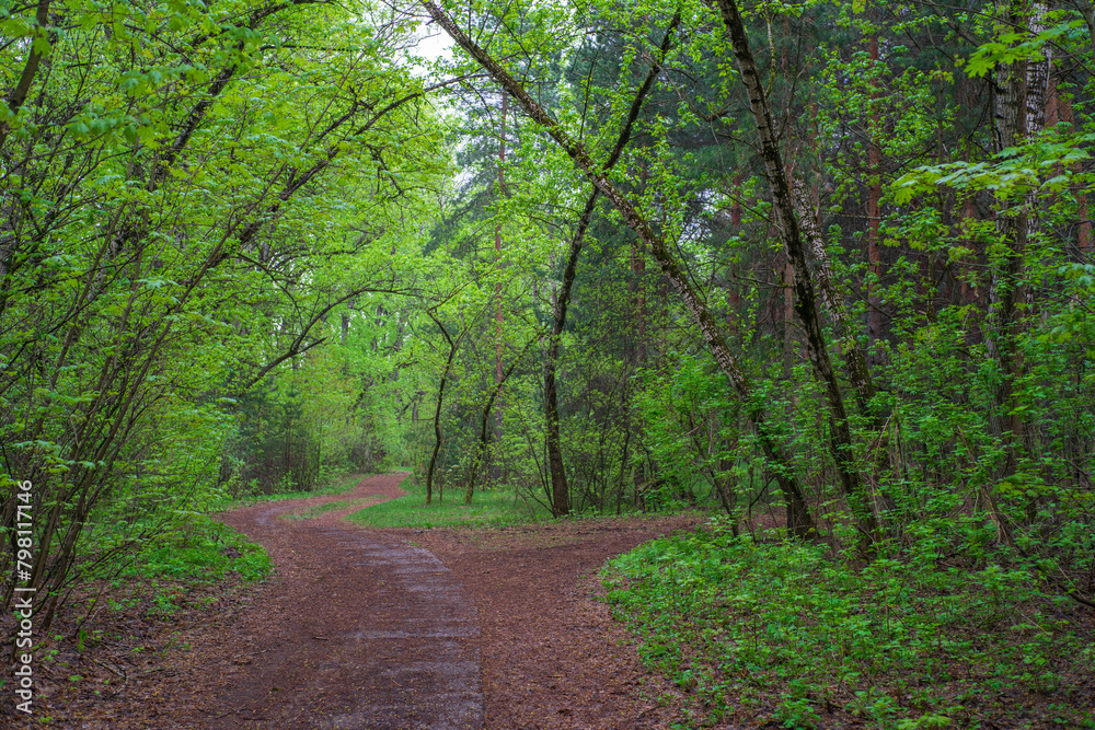 Fototapeta premium road in the forest