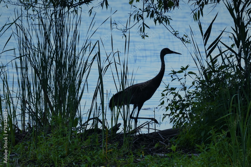 Naklejka premium heron