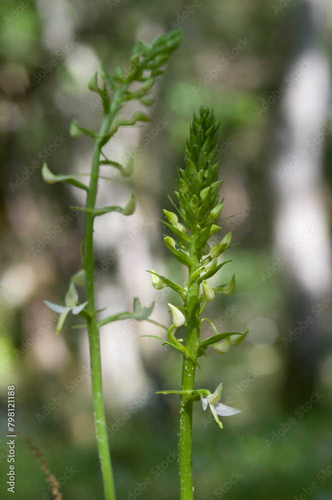 Orchid Inflorescence of Platanthera kuenkelei H.Baumann subsp. kuenkelei (Platanthera bifolia) San Leonardo. Macomer. Sardinia, Italy. Orchid Inflorescence of Platanthera kuenkelei H.Baumann subsp. kuenkelei (Platanthera bifolia) San Leonardo. Macomer. Sardinia, Italy.