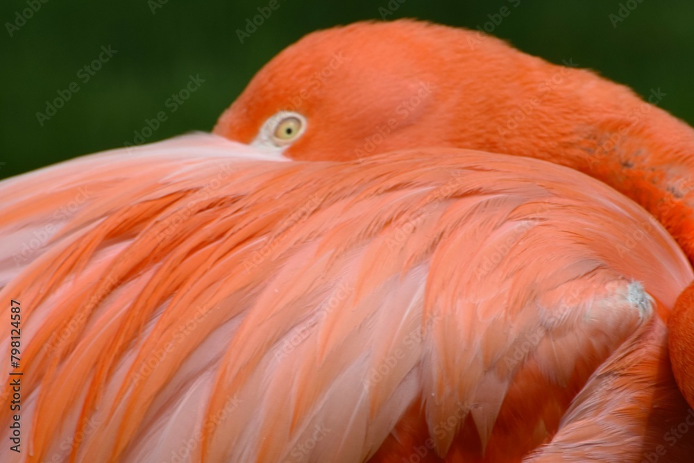 Obraz premium Peek a boo flamingo