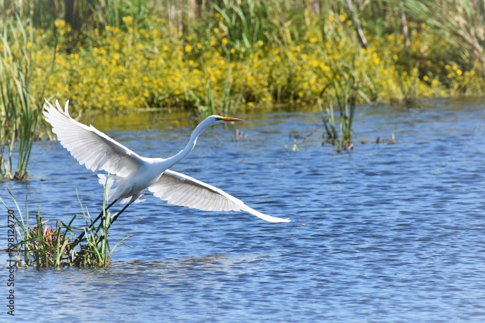 heron in flight