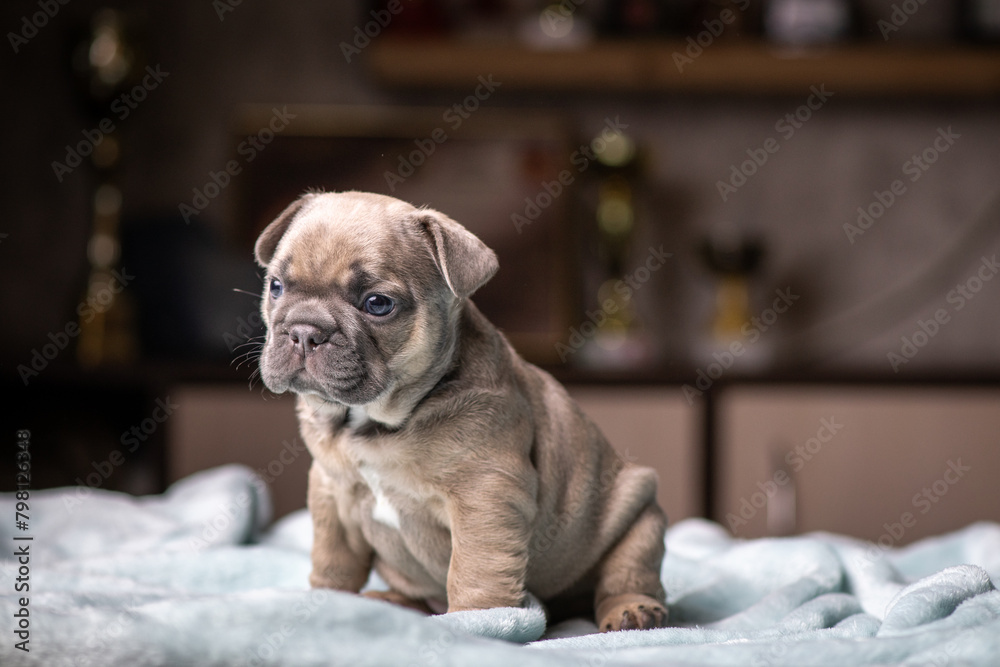 Portrait of a small purebred French bulldog puppy. Portrait of a small purebred French bulldog puppy.