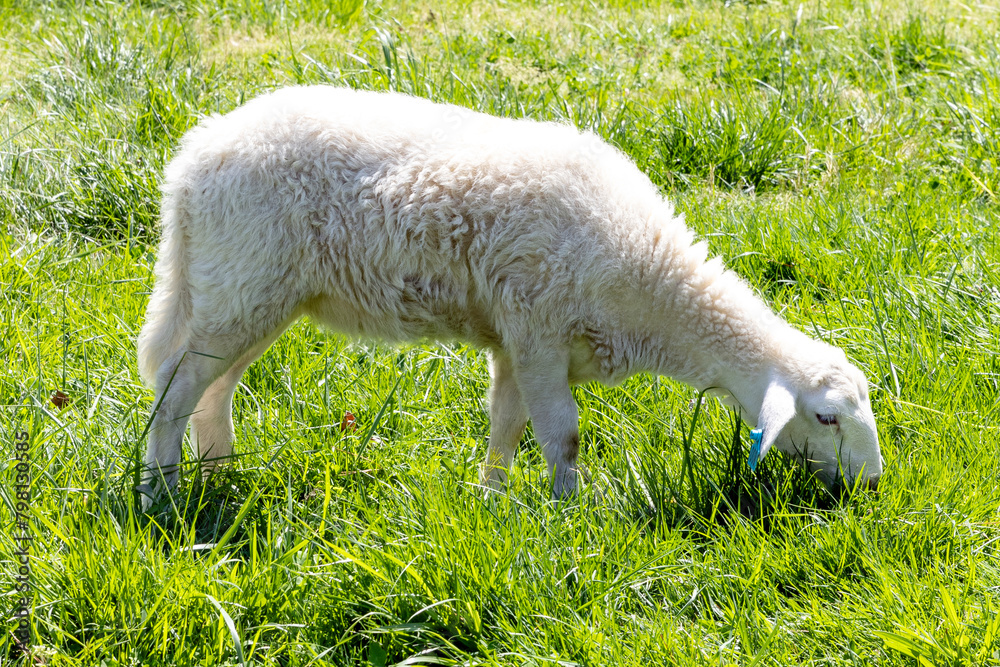 Fototapeta premium sheep in the grass