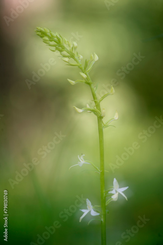  Orchid Inflorescence of Platanthera kuenkelei H.Baumann subsp. kuenkelei (Platanthera bifolia) San Leonardo. Macomer. Sardinia, Italy. photo