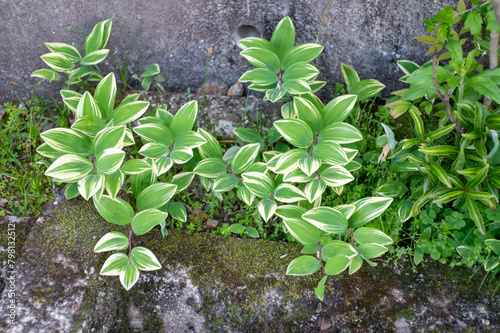 斑入りアマドコロ