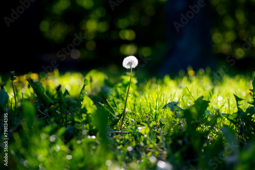 dandelion in the grass