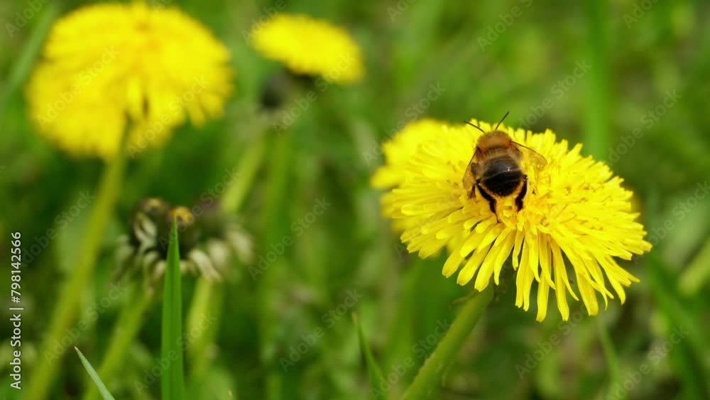 A bumblebee collects nectar from a dandelion flower. The spring life of insects. A bumblebee collects nectar from a dandelion flower. The spring life of insects.