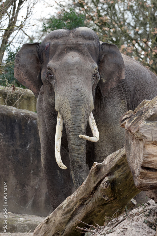 Fototapeta premium Indian elephant (Elephas maximus indicus) in the zoo