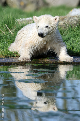 baby Polar Bear (Ursus maritimus) near lake