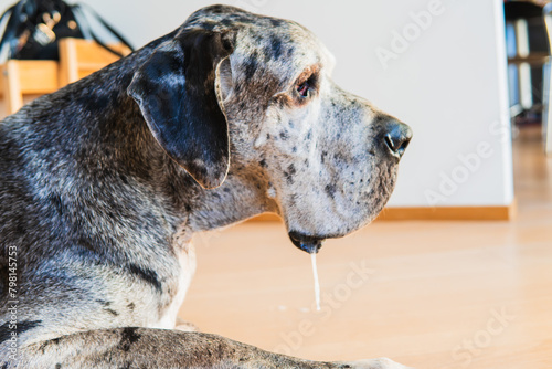 photograph of a Great Dane dog with drool hanging from its mouth with drooping lips. lying on the floor of the house photo