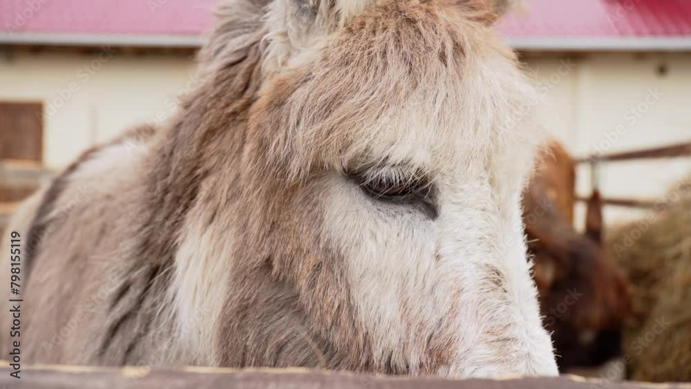 Donkey on a farm curiously sticking its head over a wooden fence, observing its surroundings. Donkey on a farm curiously sticking its head over a wooden fence, observing its surroundings.