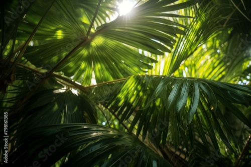 b lush green palm leaves with sun shining through 