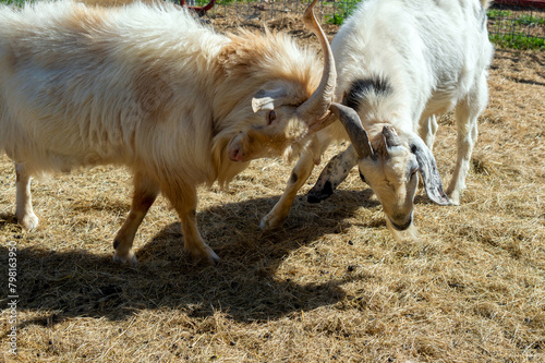 Goats butting heads in anger