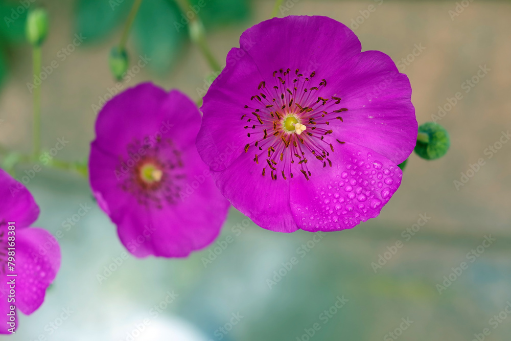 Calandrinia grandiflora Rock Purslane flower Calandrinia grandiflora Rock Purslane flower