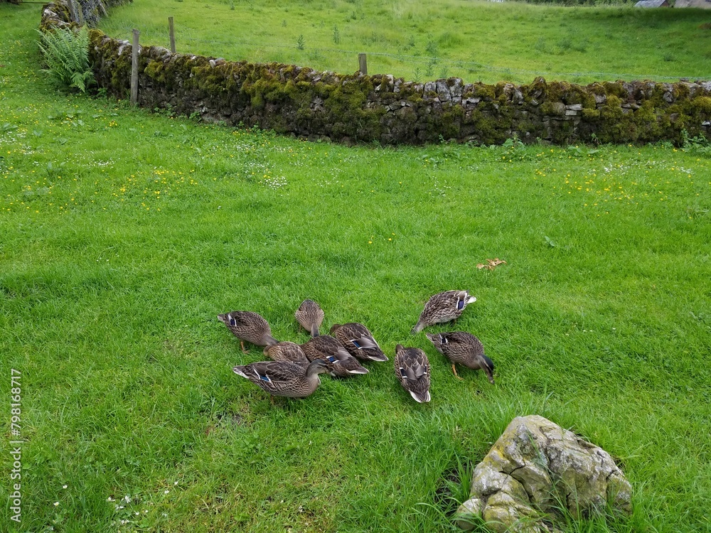 Fototapeta premium ducks in the grass