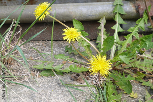 Mniszek lekarski rosnący na betonie
