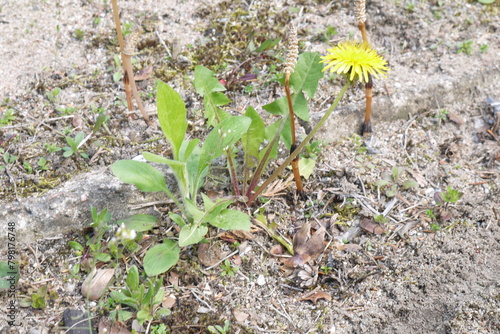 Mniszek lekarski rosnący na betonie
