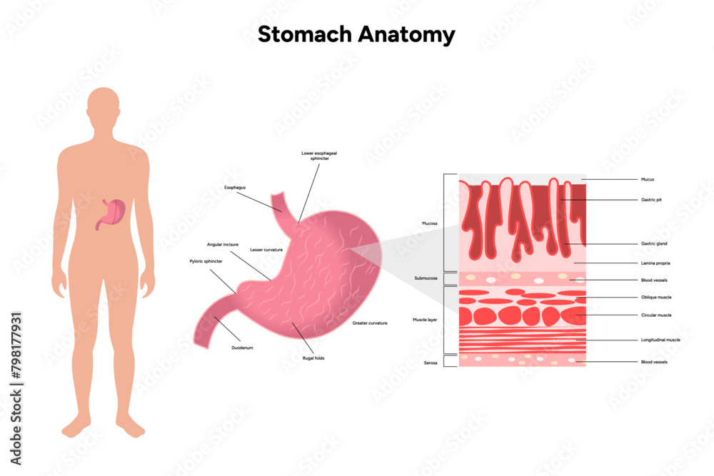 Obraz premium Stomach anatomy, medical infographic 