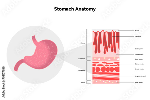 Stomach anatomy, medical infographic 