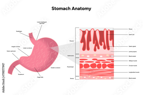 Stomach anatomy, medical infographic 