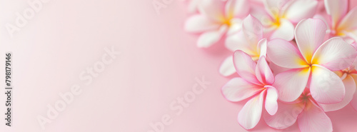 Plumeria flowers flatlay on a soft pink background. Floral arrangement  for spa and wellness themed design. Banner with copy space. © NeuroCake