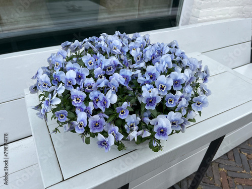 Light blue pansy garden flowers in pot situated on table outside the building in street, decorative cultivated plant, selective focus floral close up