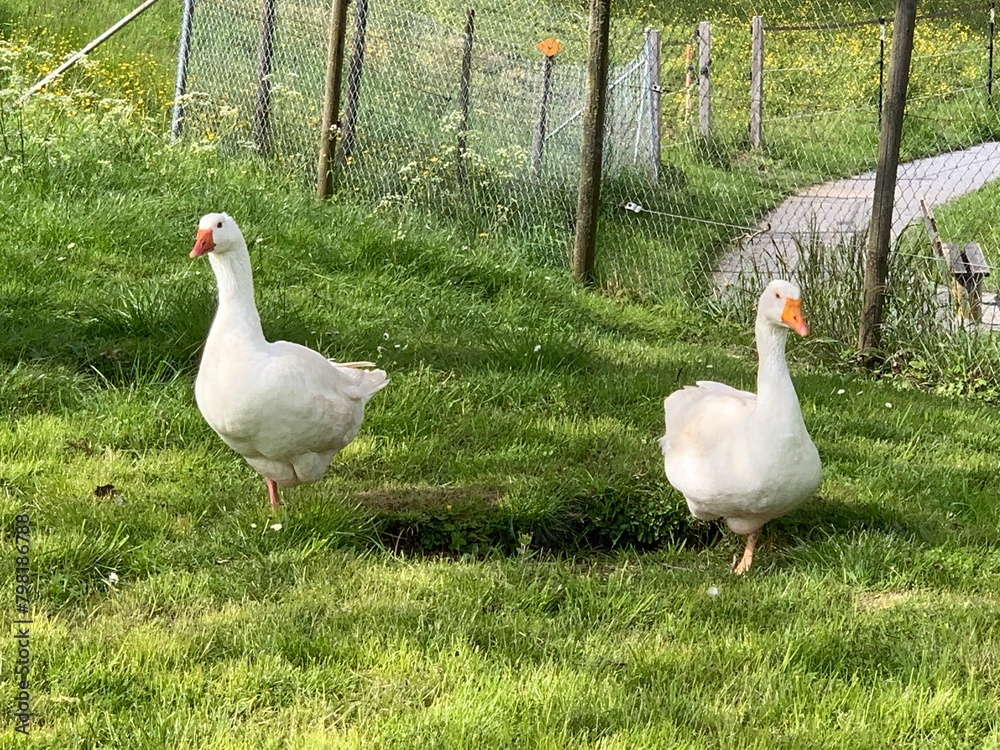 Obraz premium Zwei weisse Gänse Gans - Enten auf grüner Wiese Freitgehege